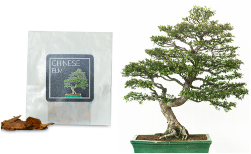 Chinese elm bonsai - chinese,