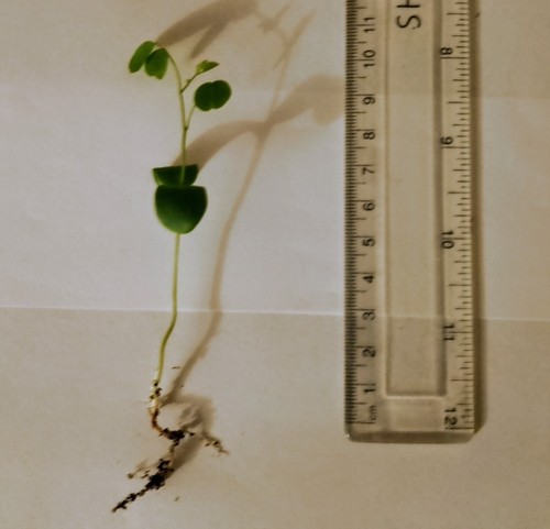 Black locust tree seedling for