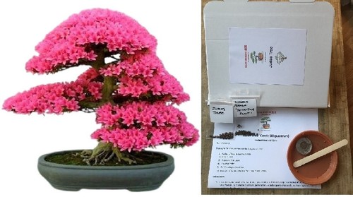 Grow your own - own, starter