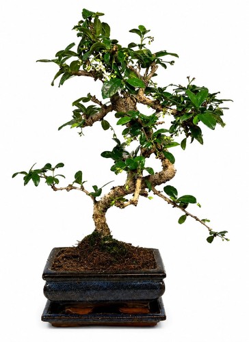 Flowering fukien tea - flowering,