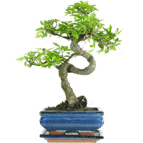 Chinese elm bonsai tree - x,