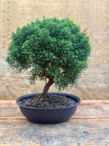 Kishu juniper bonsai - kishu, 2