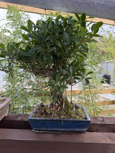 Large ficus bonsai - bonsai, potted
