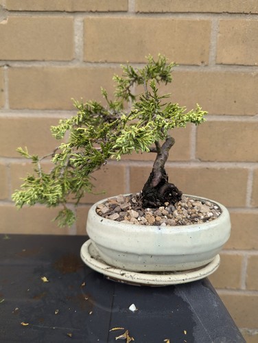 Juniper bonsai tree - bonsai,