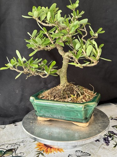 Vietnamese bluebells bonsai - bluebells,