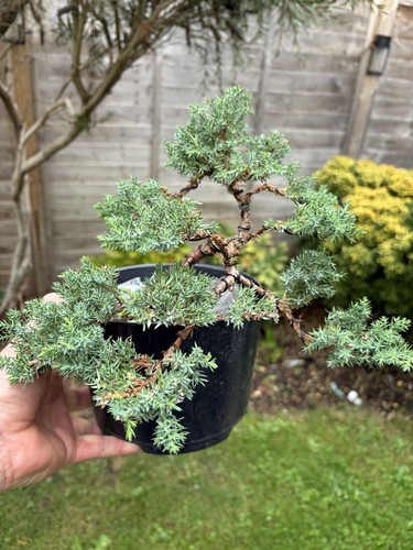 Juniper pre bonsai tree - juniper,