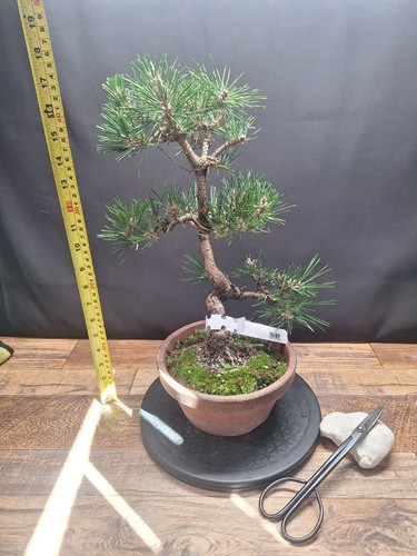 Cork bark japanese black - cork,