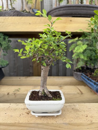 Potted ulmus bonsai tree - potted,