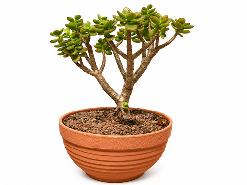 Jade plant money - plant, tree