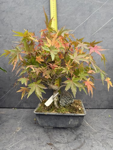 Acer japanese maple - japanese,