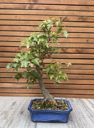 Japanese maple bonsai tree - maple,
