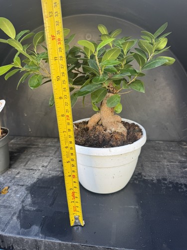 Ficus ginseng bonsai - ficus, starters