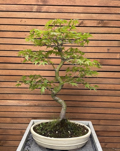 Japanese maple acer - japanese, bonsai