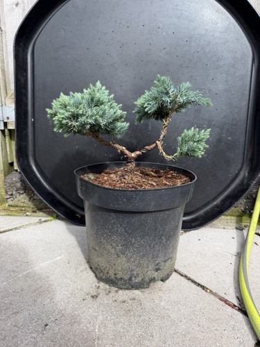 Juniper bonsai tree - tree,