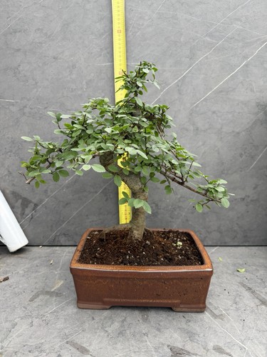 Chinese elm bonsai tree potted - elm,