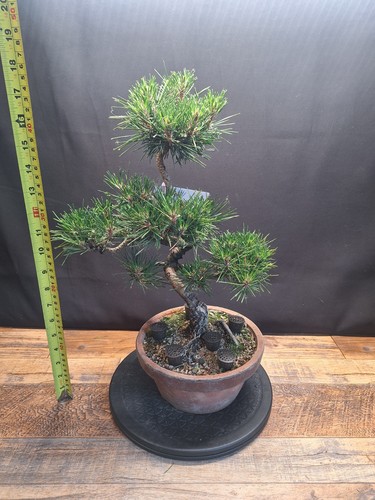 Cork bark japanese - black, pine