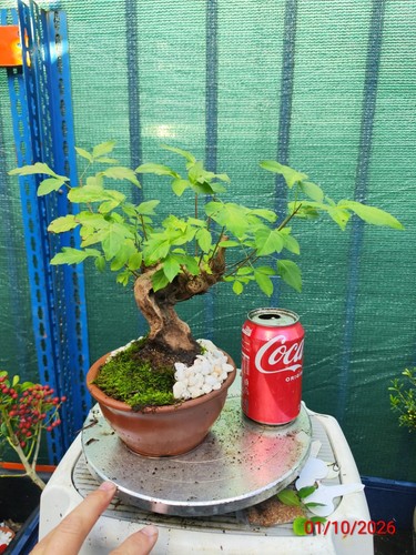 Vitex negundo living bonsai - negundo,